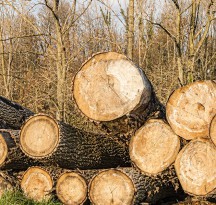 Girou bois de chauffage toute l'année photo bois